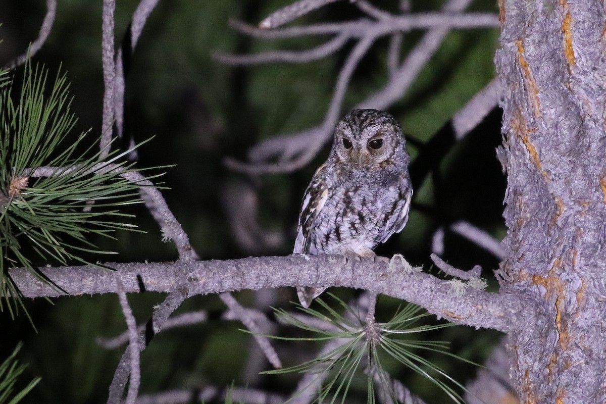 Flammulated Owl - Mark Chavez