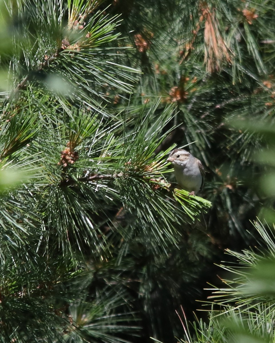 Clay-colored Sparrow - ML620951019