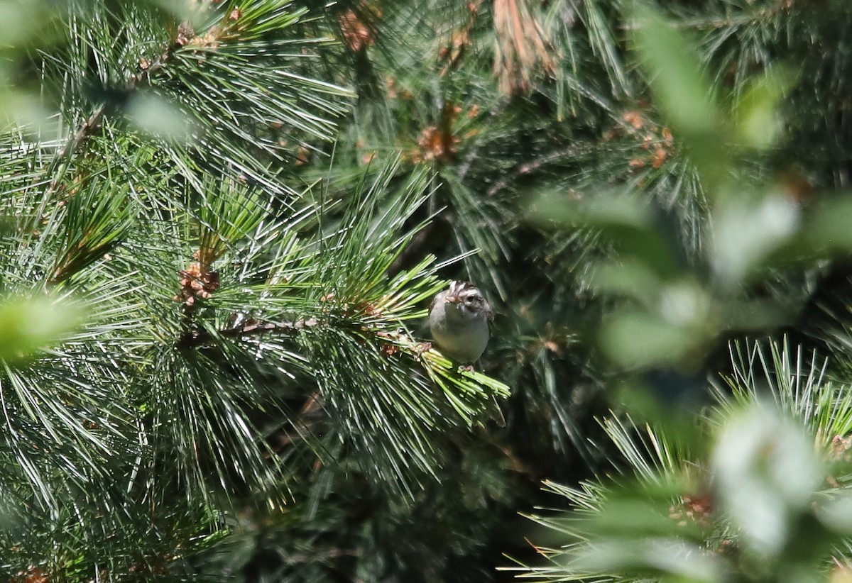 Clay-colored Sparrow - ML620951025