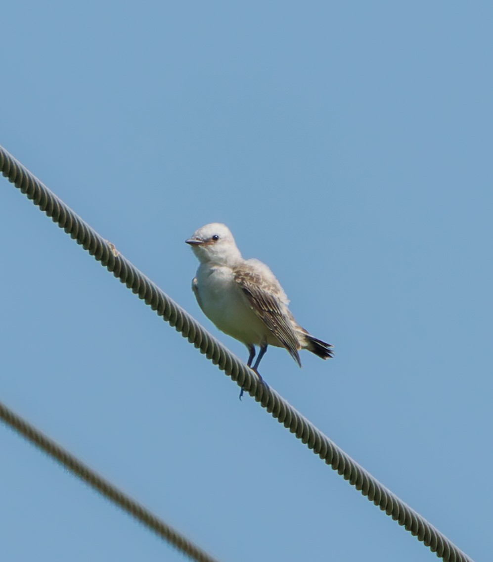 Scissor-tailed Flycatcher - ML620951061