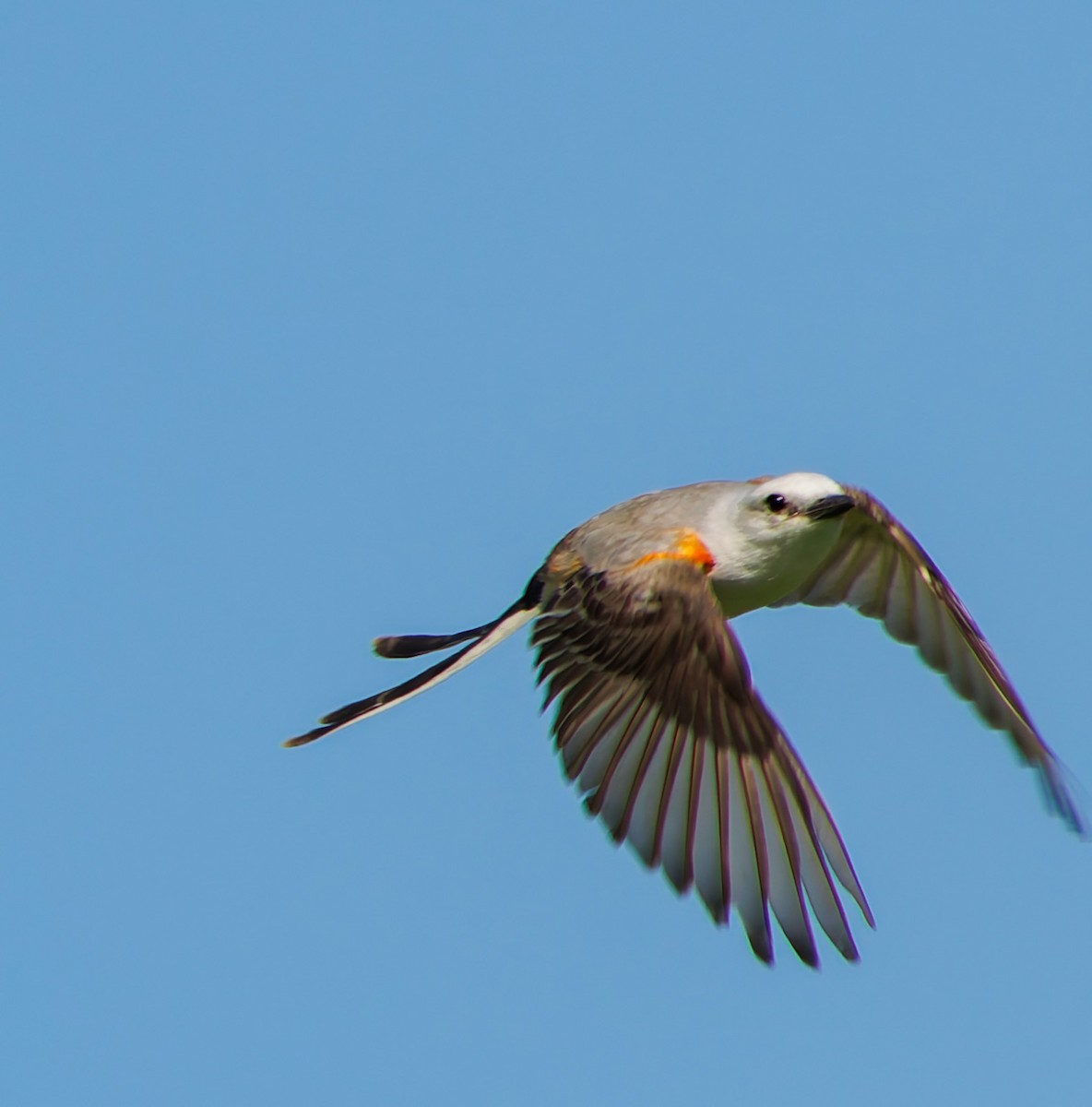 Scissor-tailed Flycatcher - ML620951062