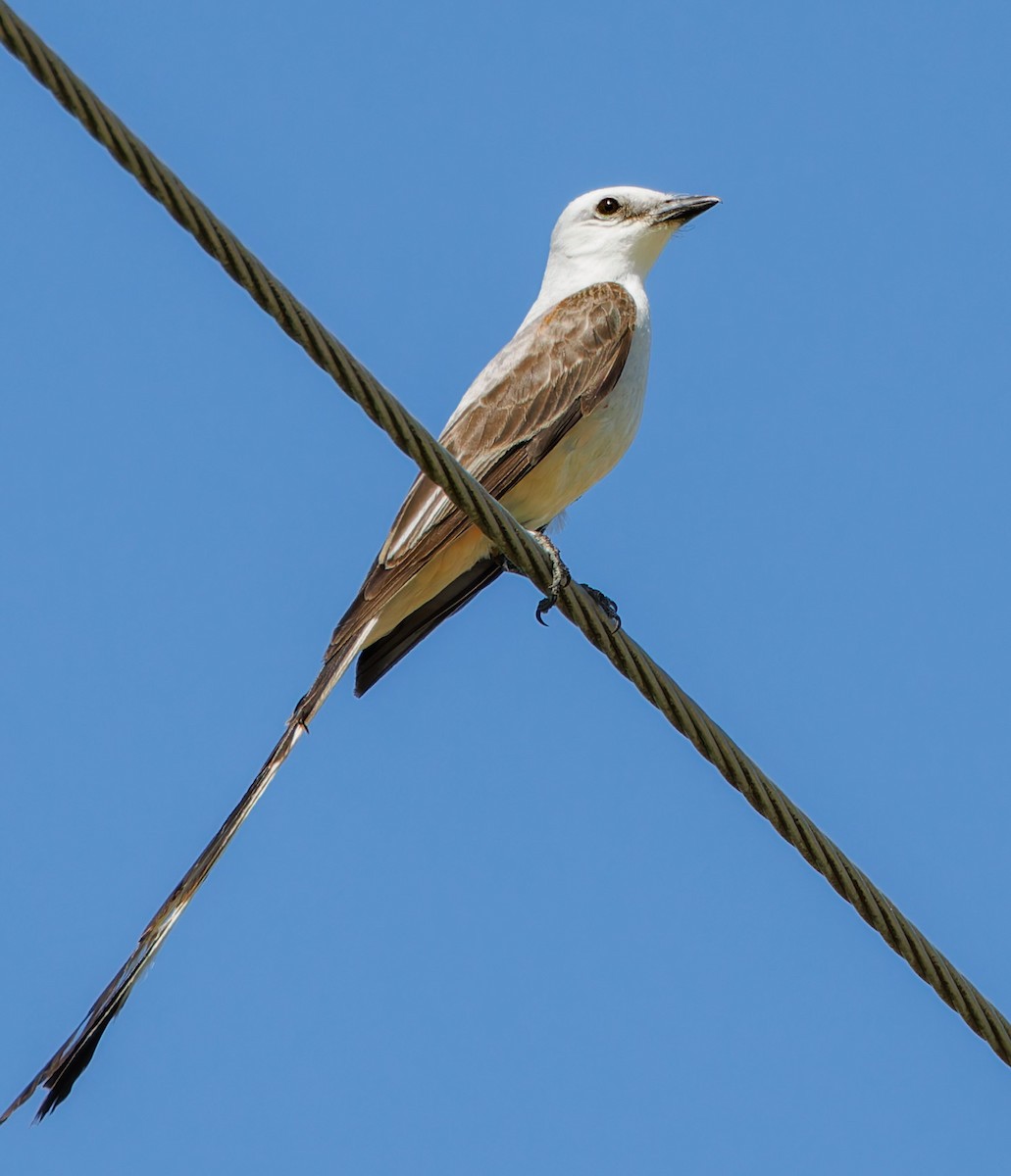 Scissor-tailed Flycatcher - ML620951063