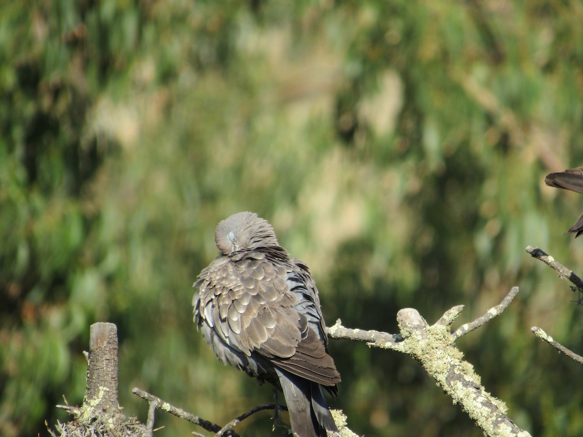 Spot-winged Pigeon - ML620951233