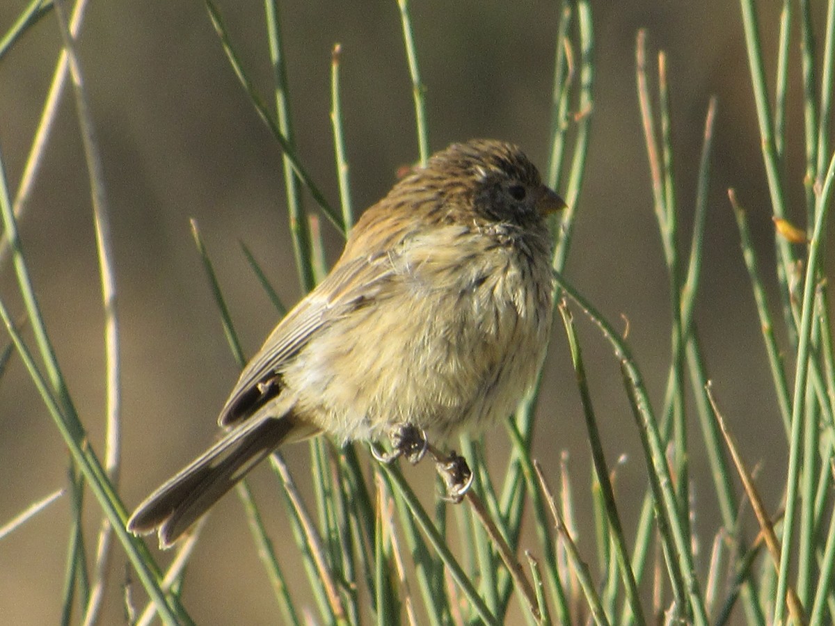 Band-tailed Seedeater - ML620951249