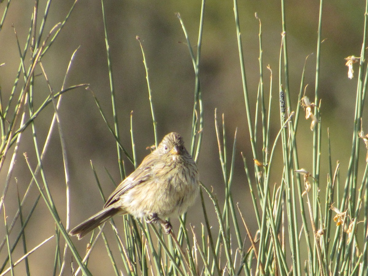 Band-tailed Seedeater - ML620951257