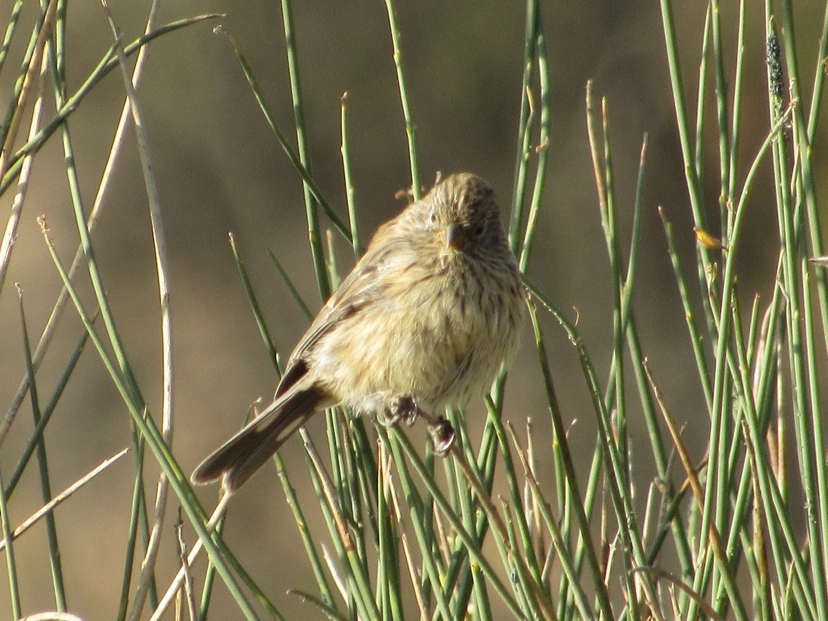 Band-tailed Seedeater - ML620951263
