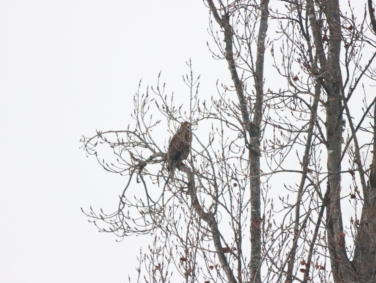 Harris's Hawk - ML620951265