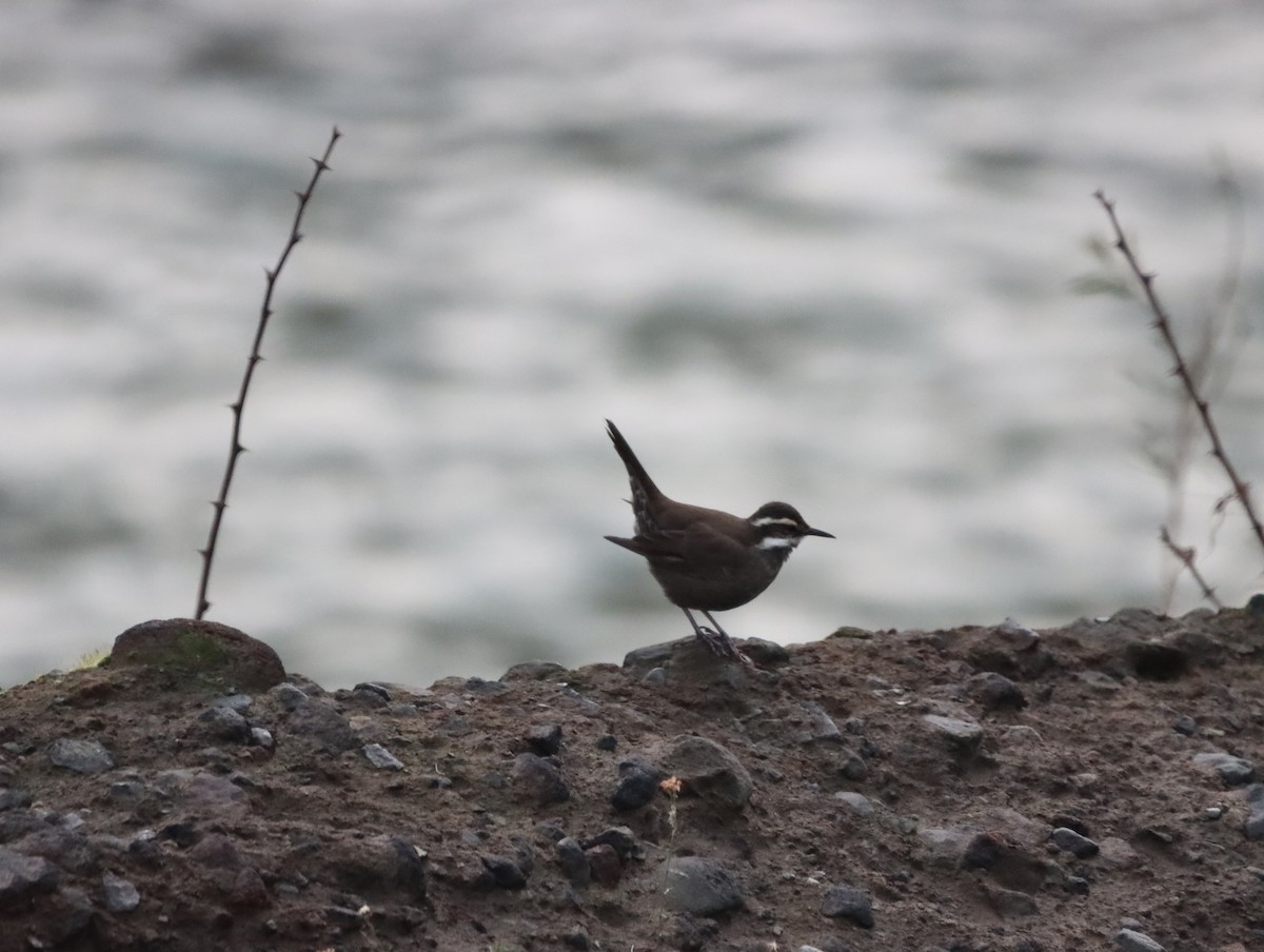 Remolinera Araucana - ML620951315