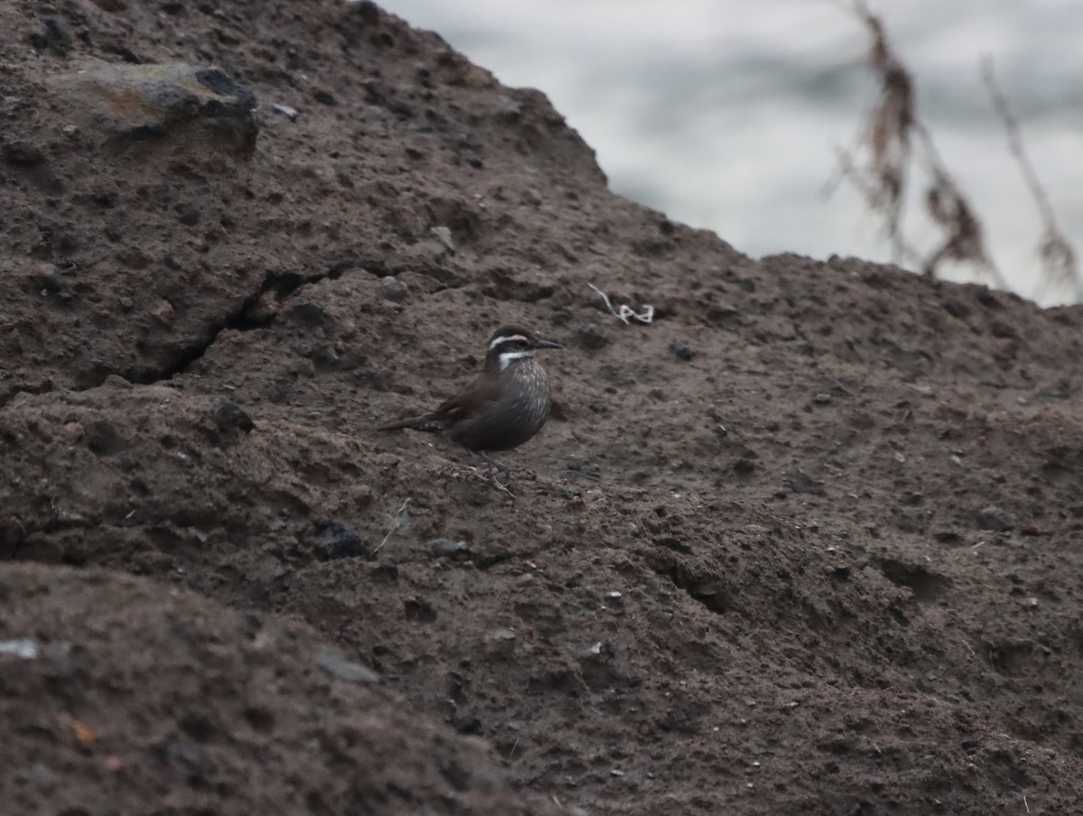 Dark-bellied Cinclodes - ML620951317