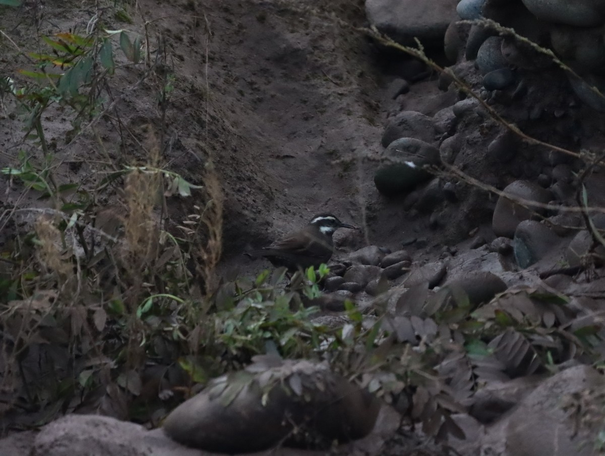 Dark-bellied Cinclodes - Mario Reyes