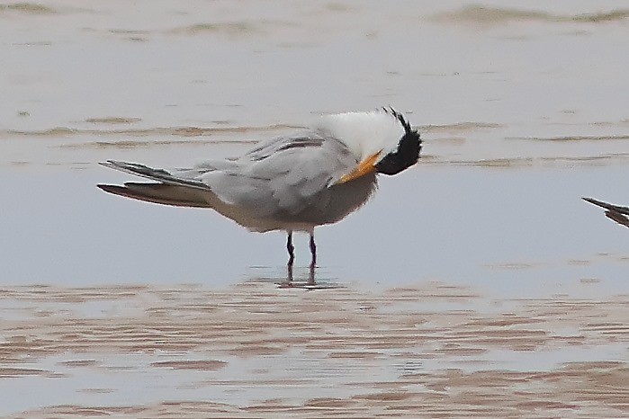 Lesser Crested Tern - ML620951352