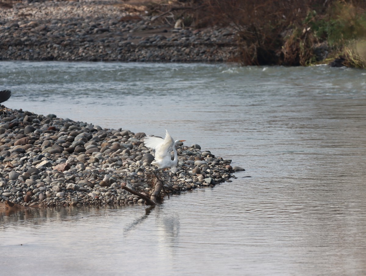 Great Egret - ML620951365