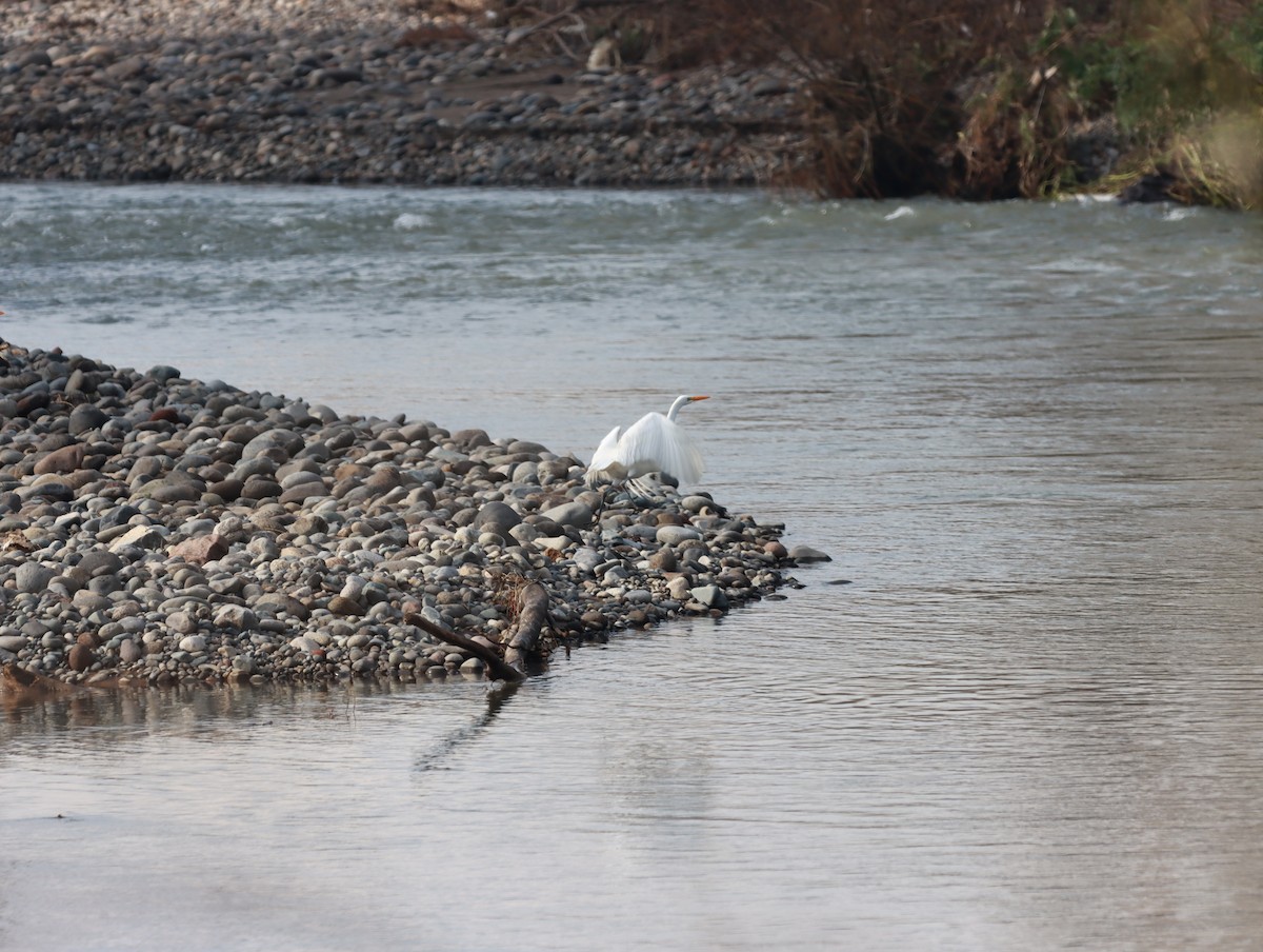 Great Egret - ML620951367