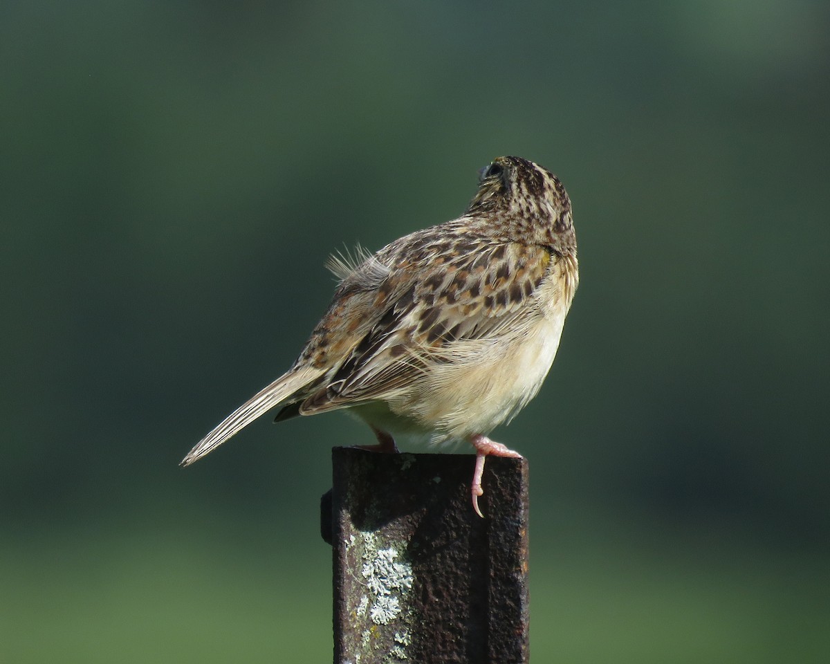 Grasshopper Sparrow - Thomas Schultz