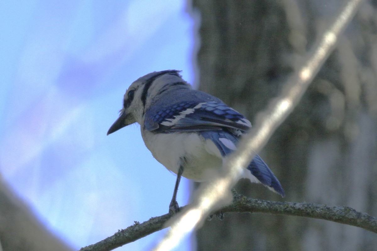 Blue Jay - ML620951616