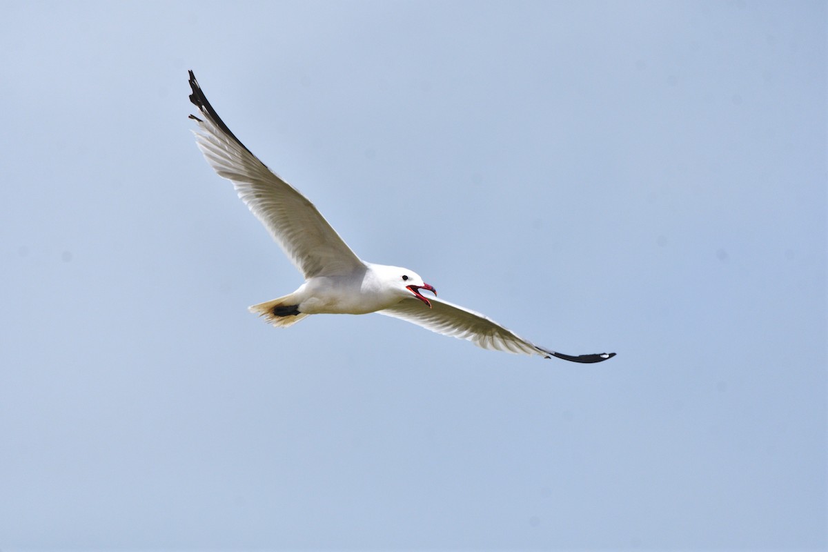 Audouin's Gull - ML620951652