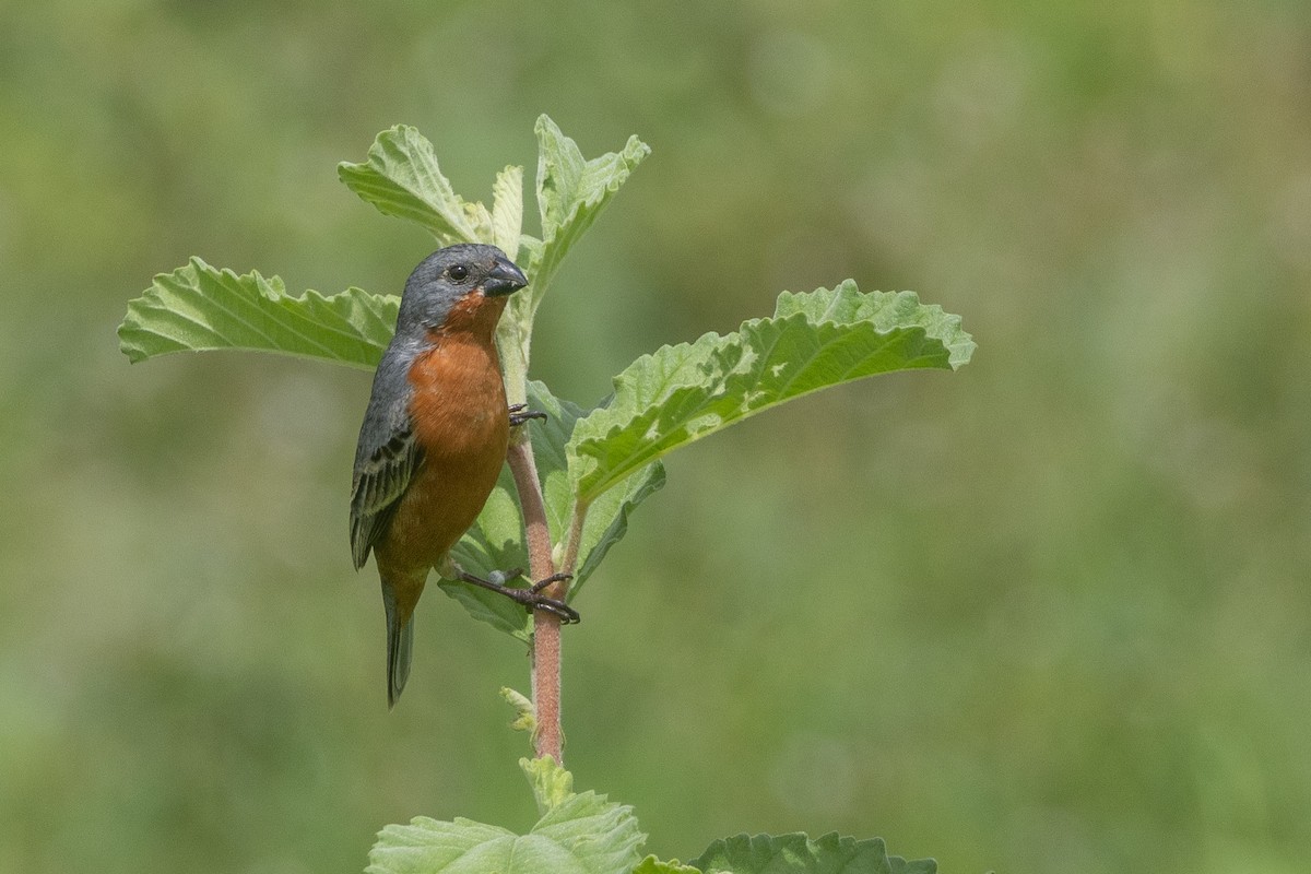 Ruddy-breasted Seedeater - ML620951975