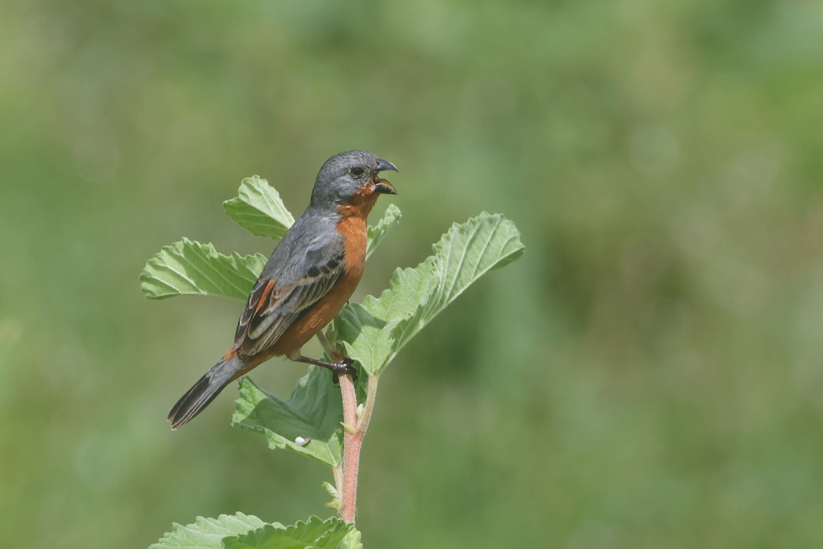 Ruddy-breasted Seedeater - ML620951976