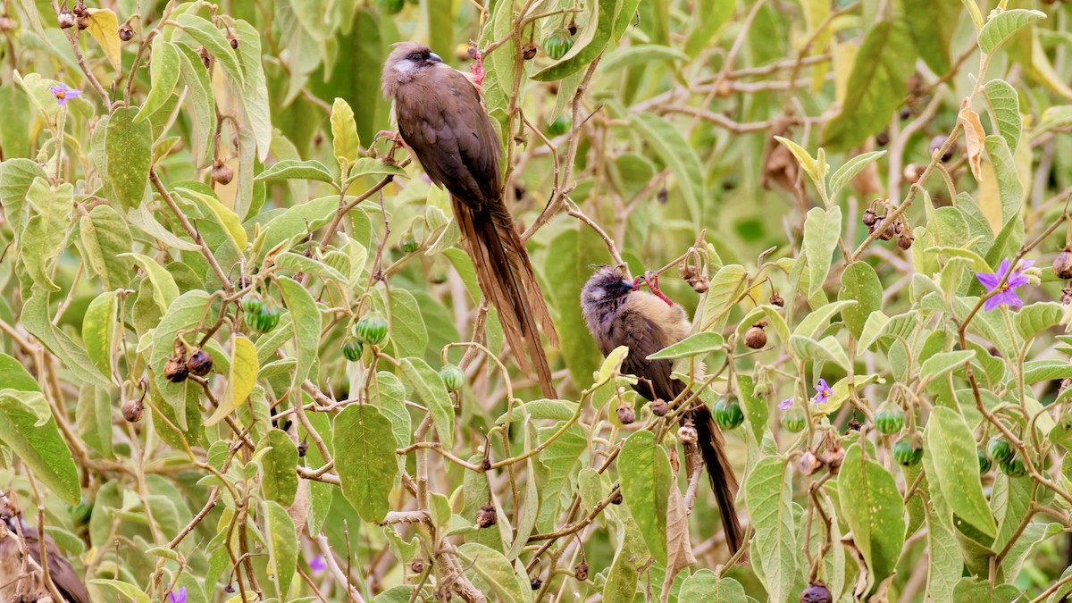 Speckled Mousebird - ML620952041