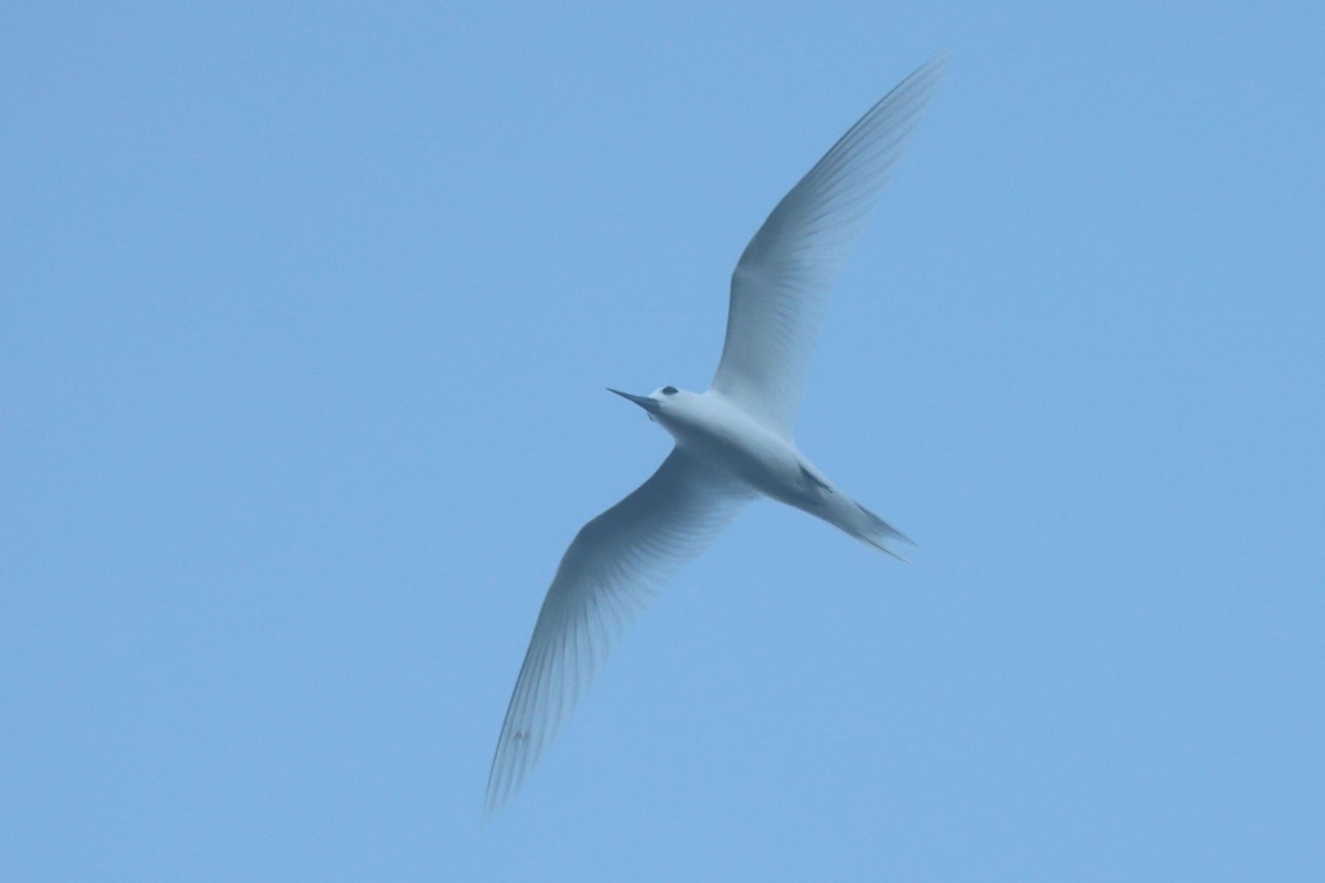 White Tern - ML620952161