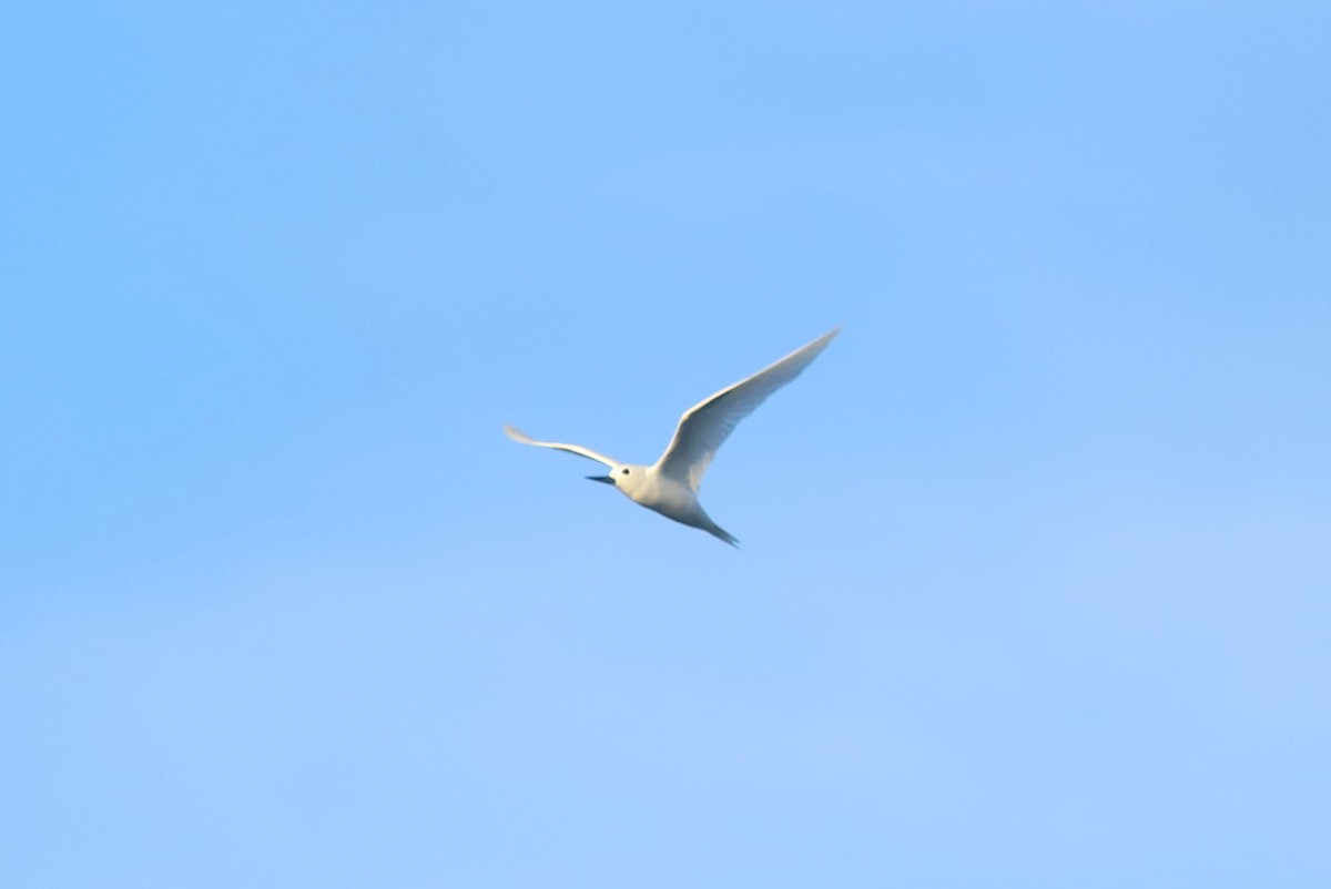 White Tern - ML620952162