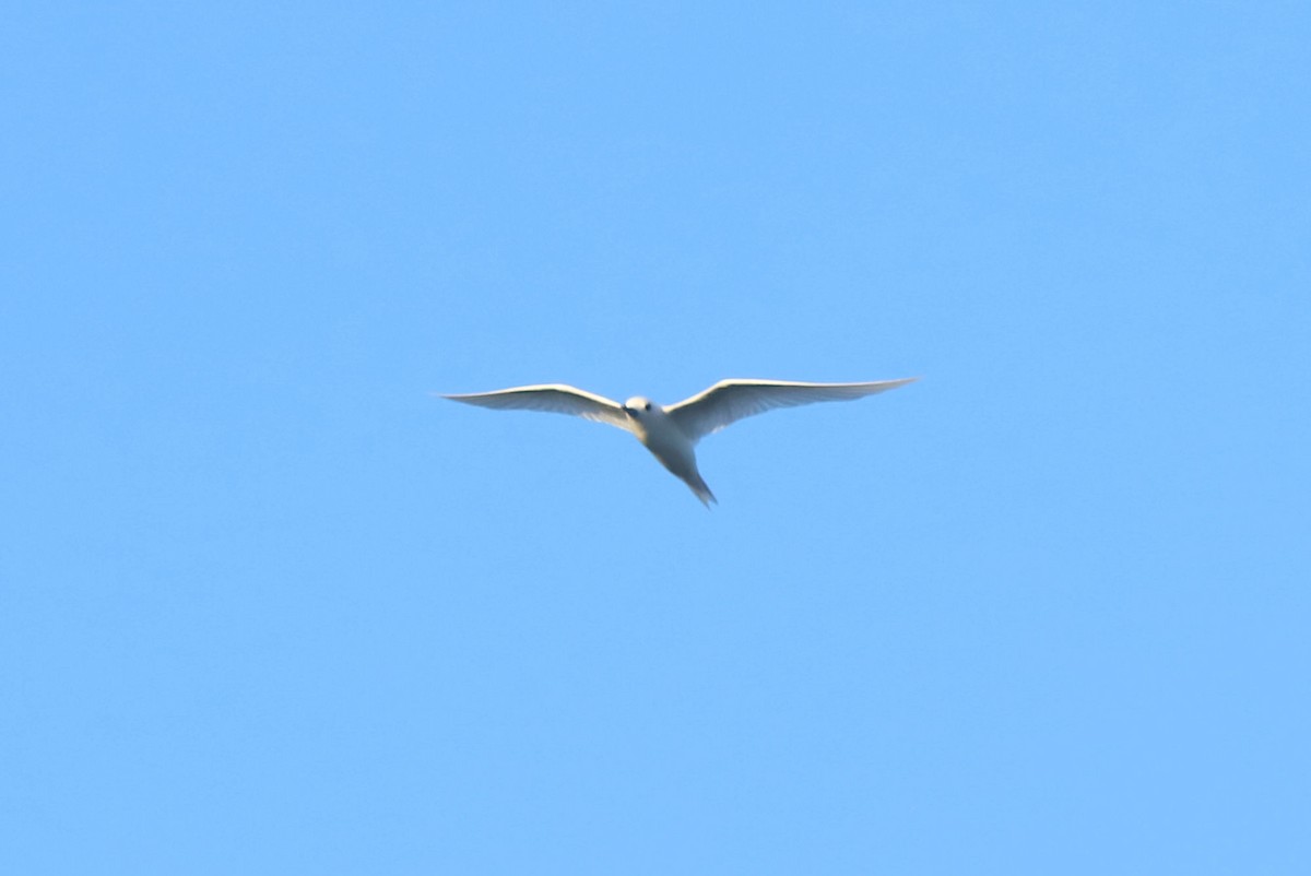 White Tern - ML620952164