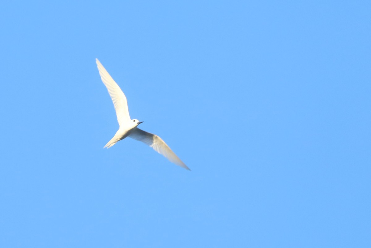 White Tern - ML620952165