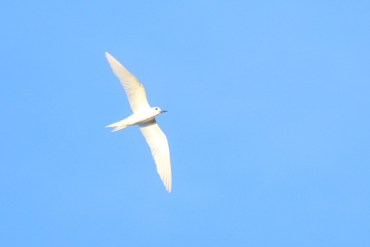 White Tern - ML620952166