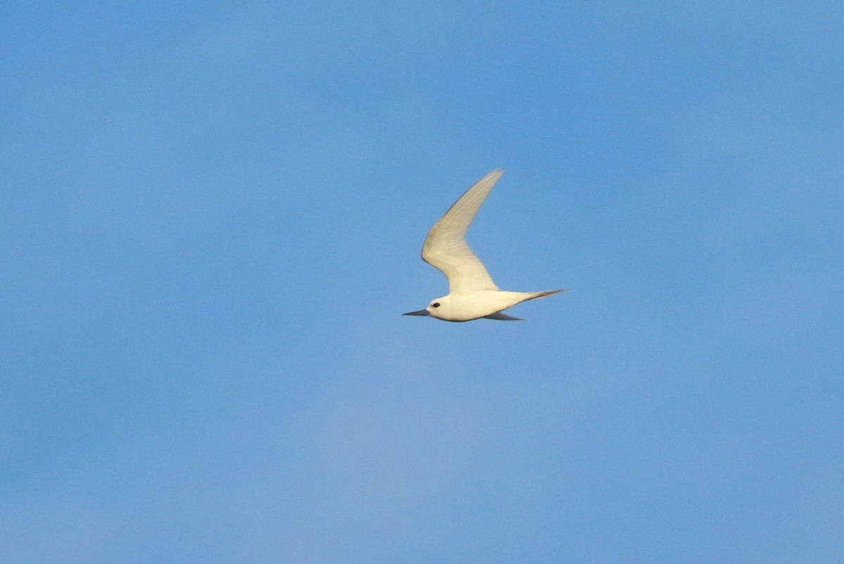 White Tern - ML620952171