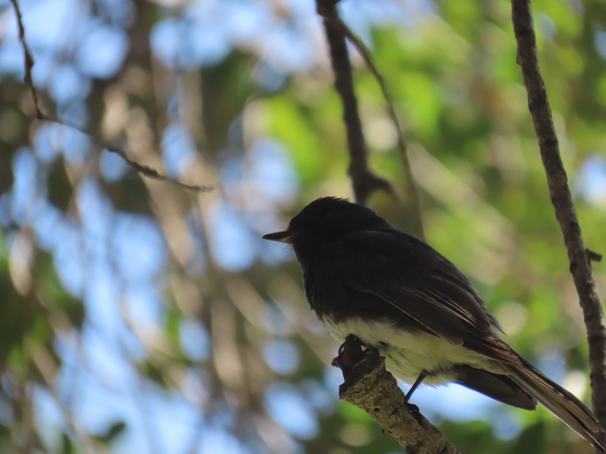 Black Phoebe - ML620952172