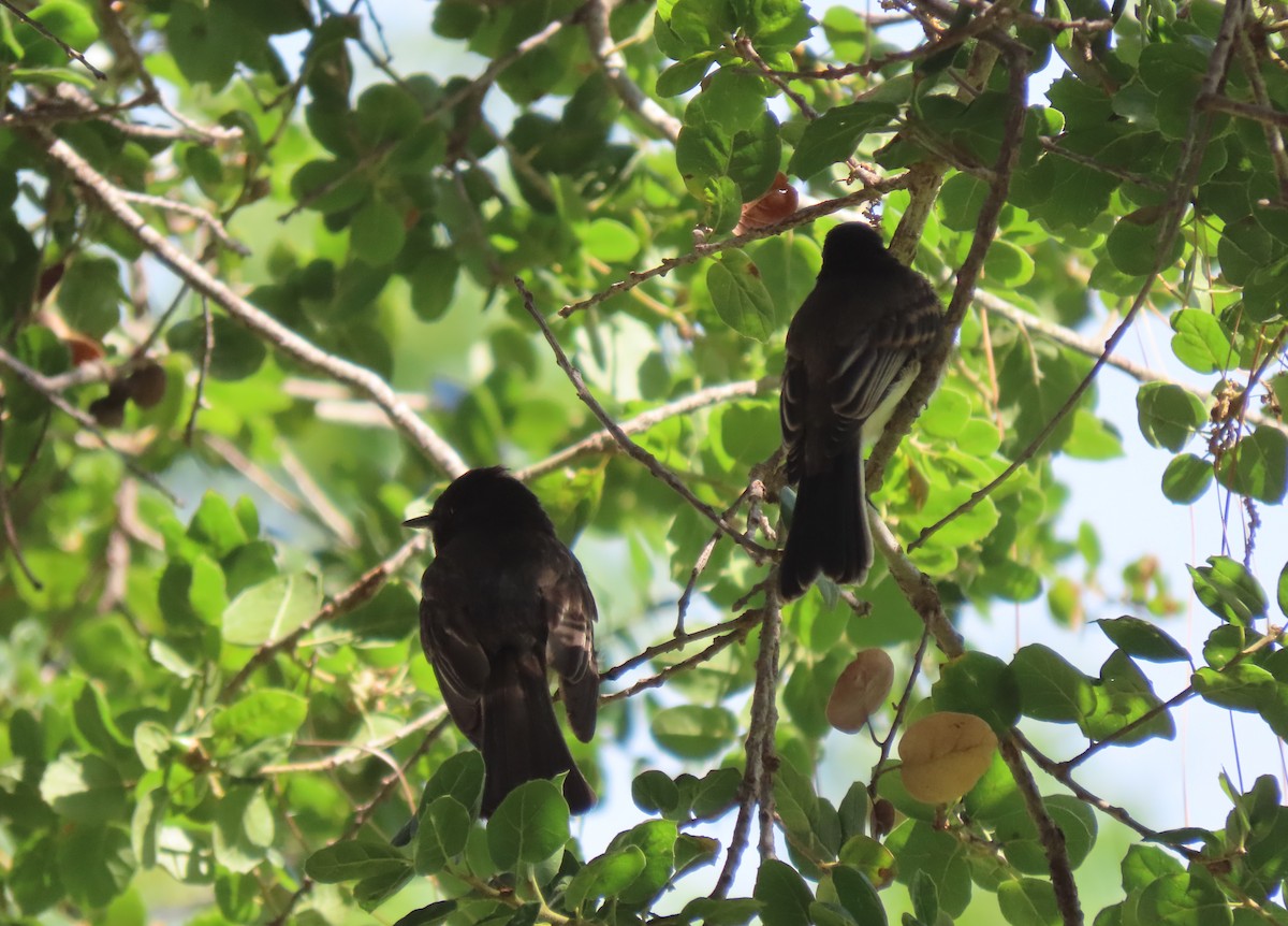 Black Phoebe - ML620952173