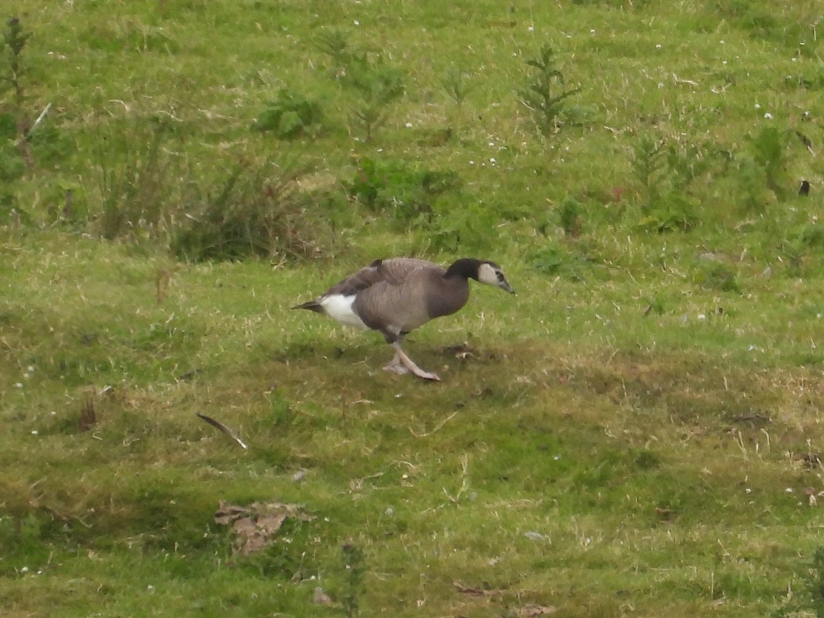 Graylag x Barnacle Goose (hybrid) - ML620952237