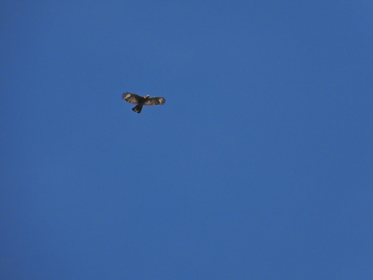 Oriental Honey-buzzard - Nick 6978