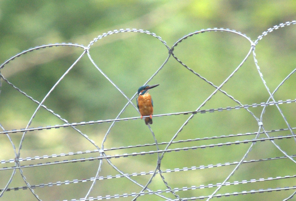 Common Kingfisher - AJAY ARNOLD