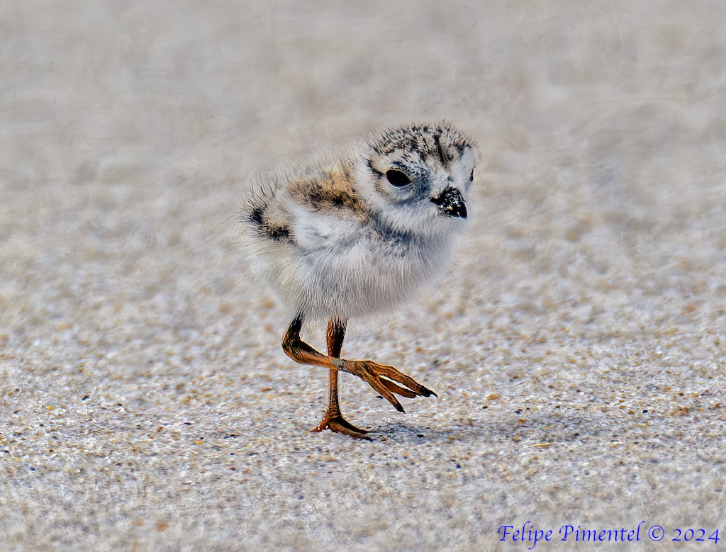 Piping Plover - ML620952979