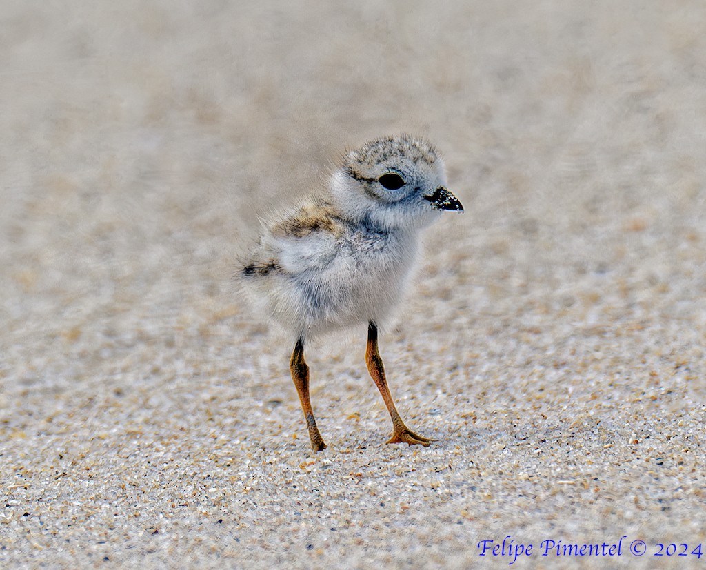 Piping Plover - ML620952980