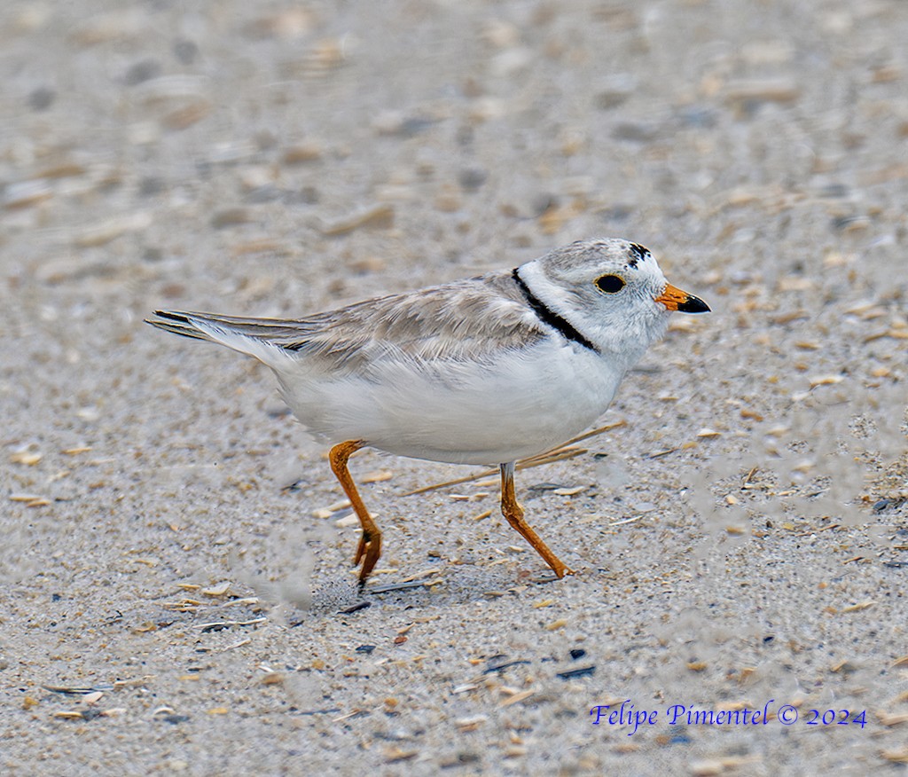 Piping Plover - ML620952981