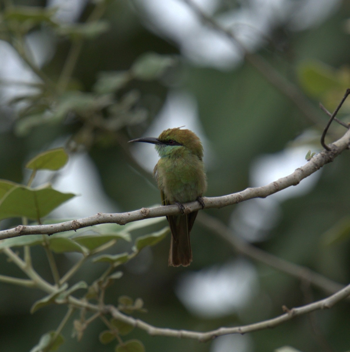 Asian Green Bee-eater - ML620952987