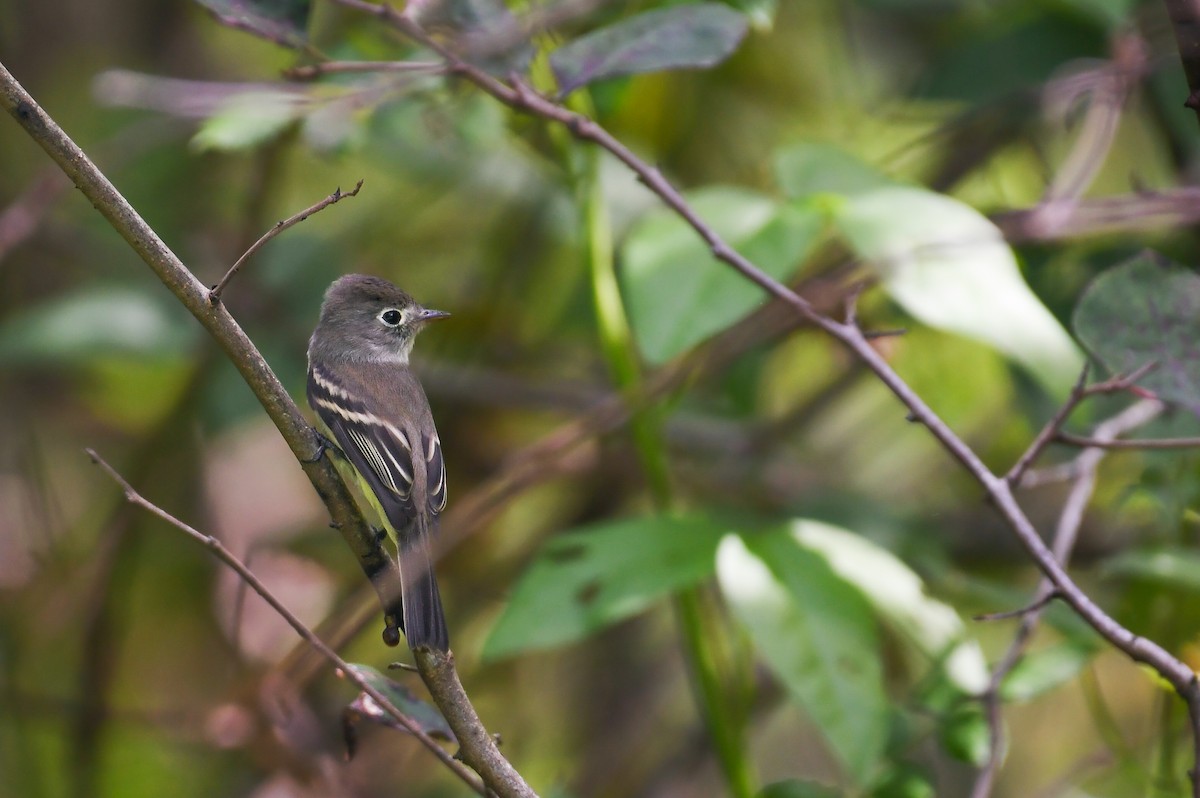 Least Flycatcher - ML620953023