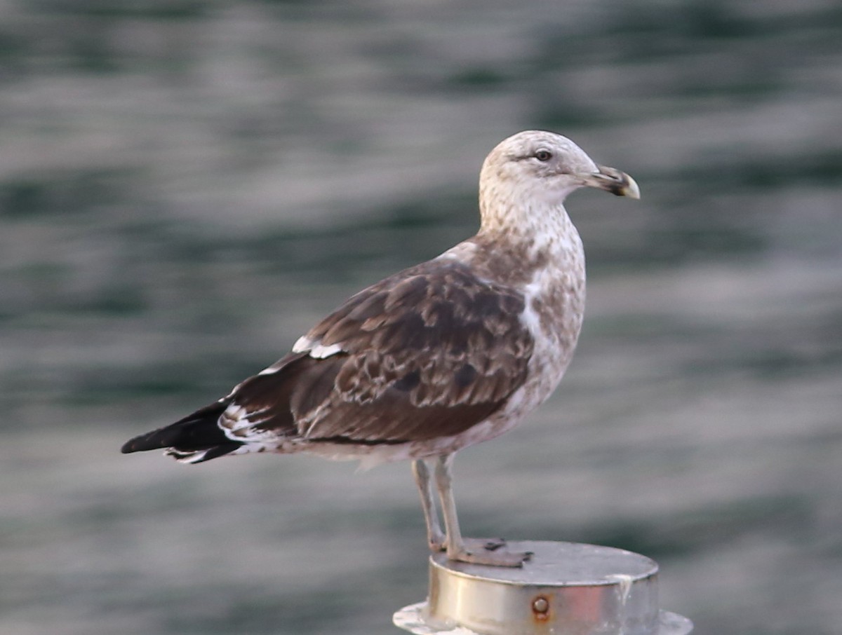 Kelp Gull - Rohan van Twest