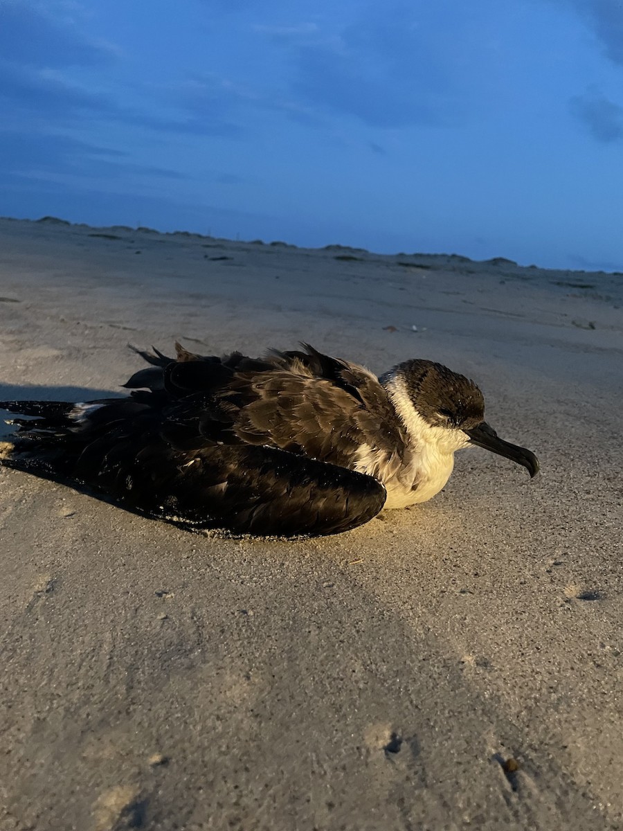 Puffin majeur - ML620953122