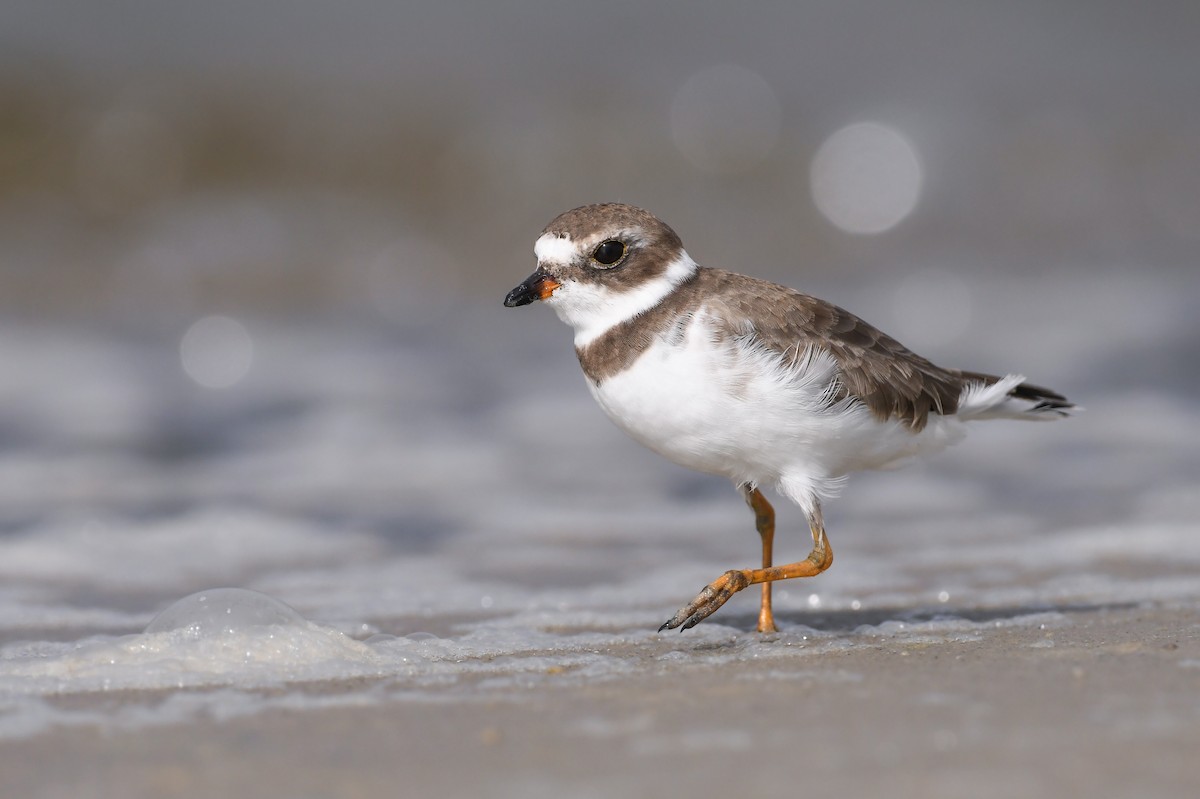 Semipalmated Plover - ML620953173