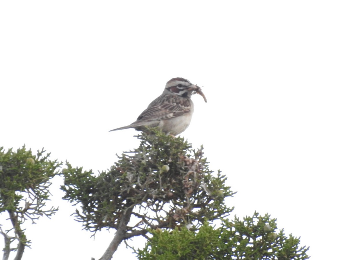 Lark Sparrow - ML620953231