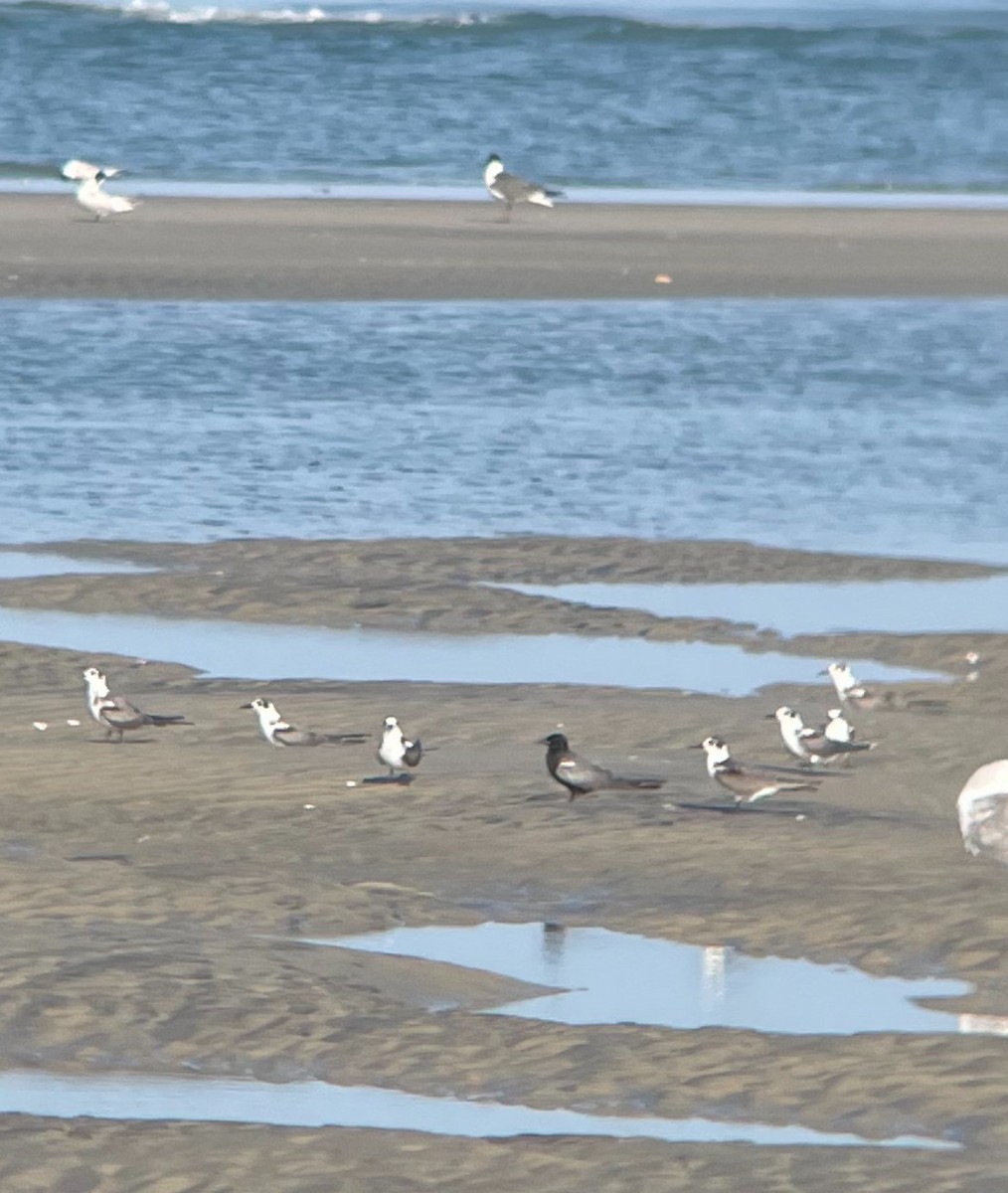 Хилэн хараалай - ML620953347