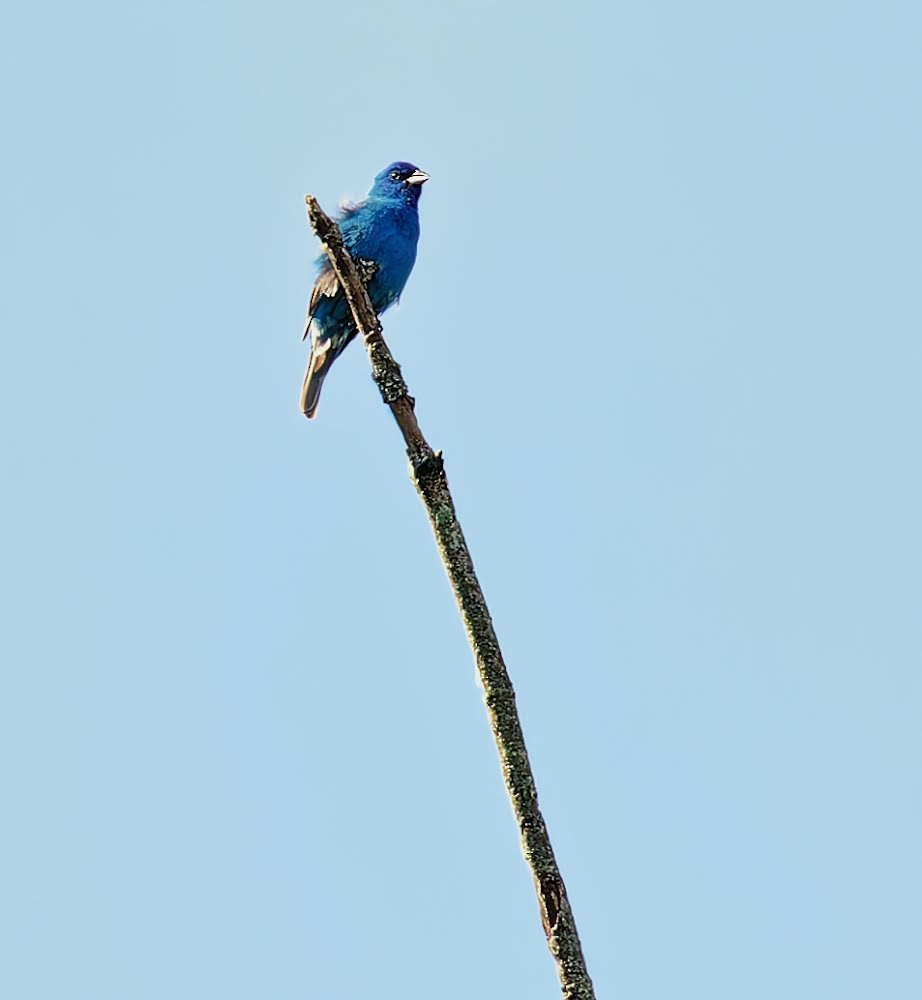 Indigo Bunting - Becki Guy