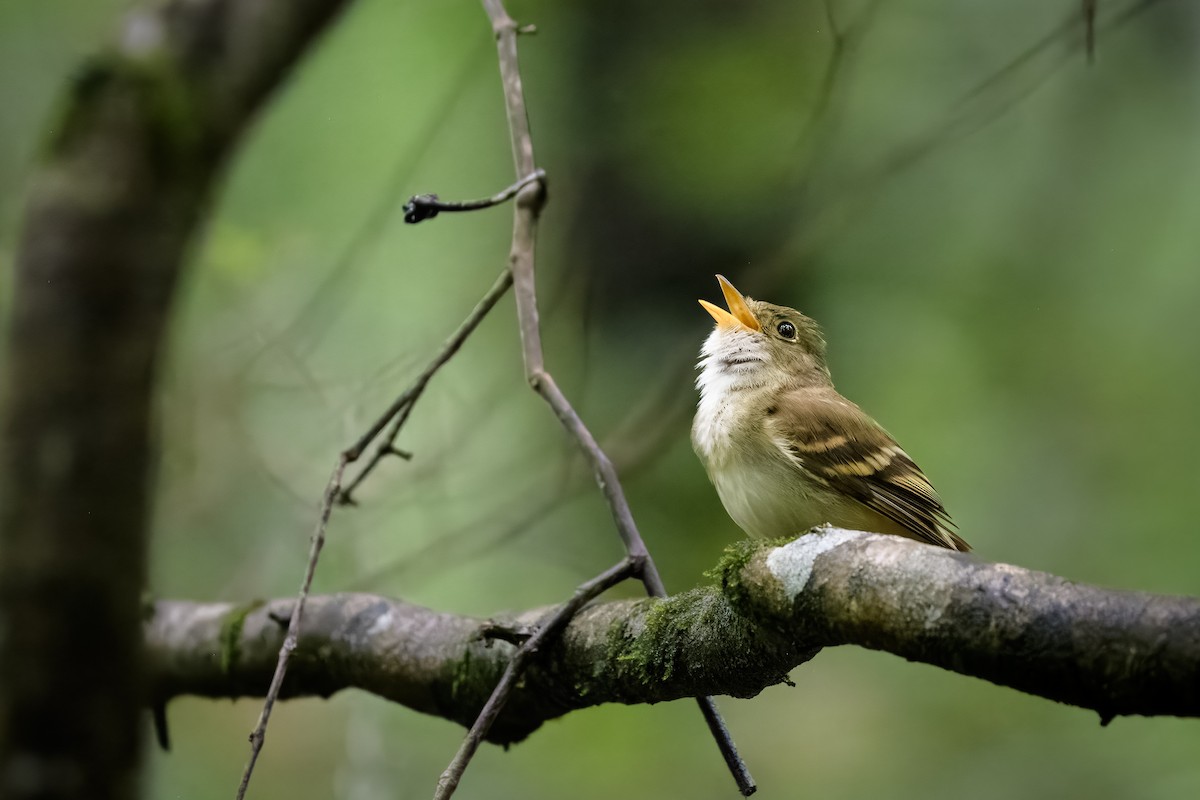 Acadian Flycatcher - ML620953356