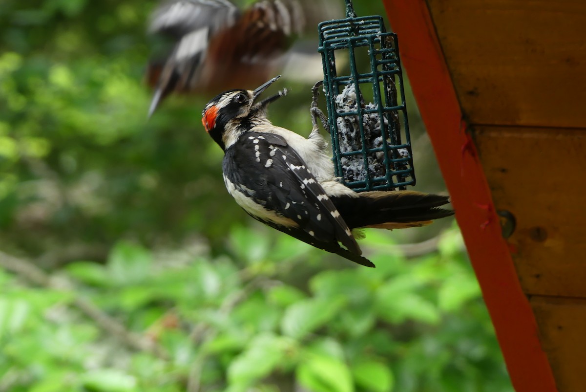 Hairy Woodpecker - ML620953549