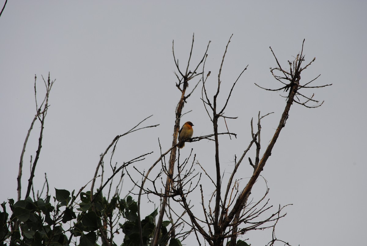 Bullock's Oriole - ML620953682