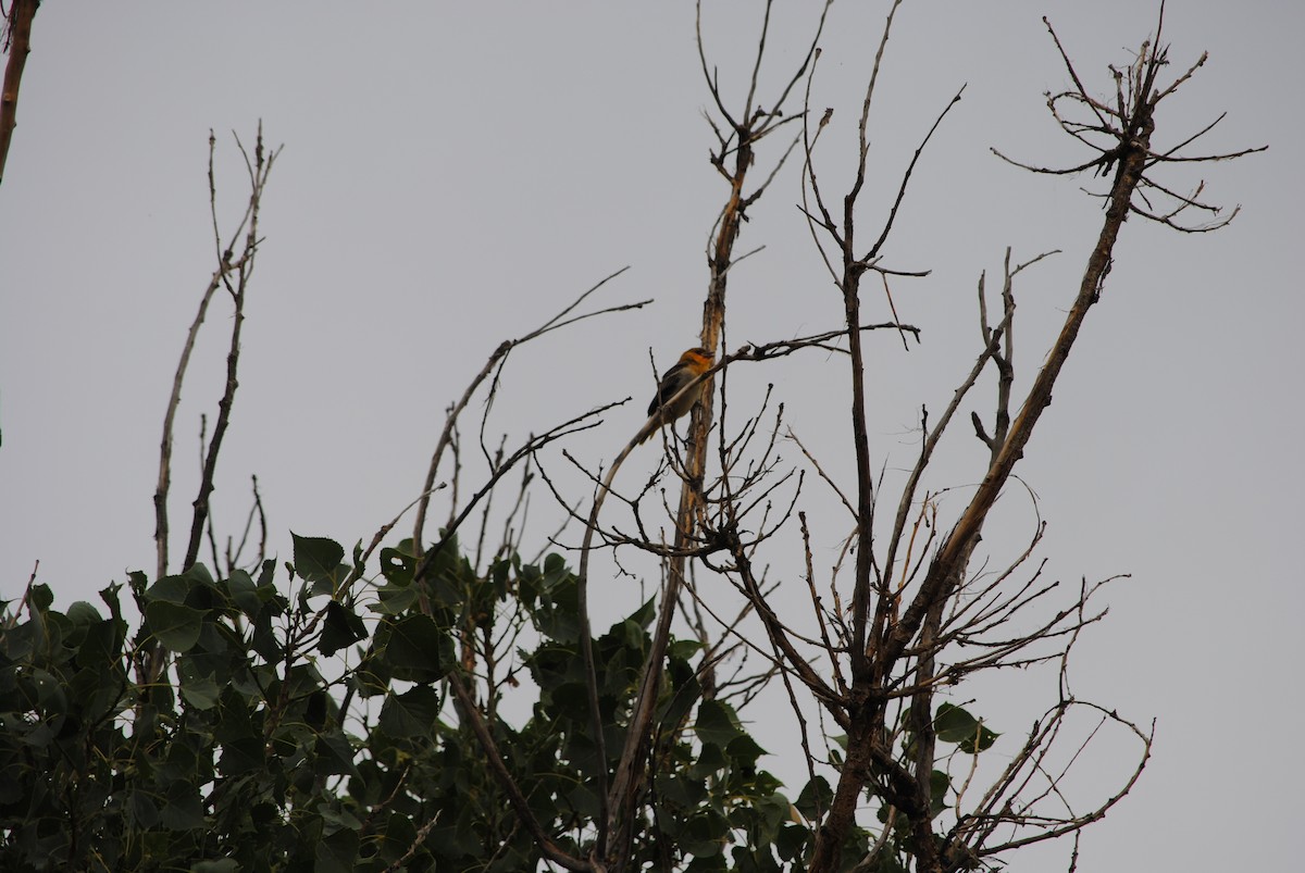 Bullock's Oriole - ML620953683