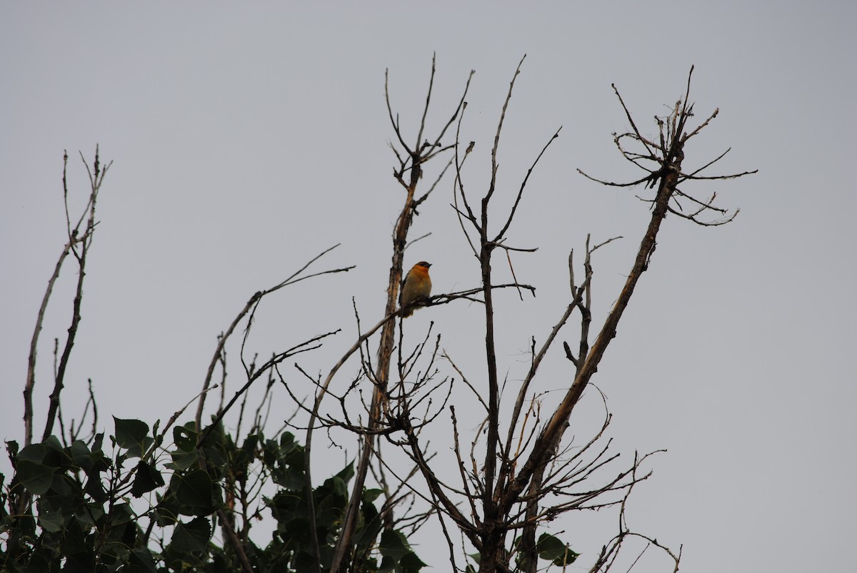 Bullock's Oriole - ML620953684